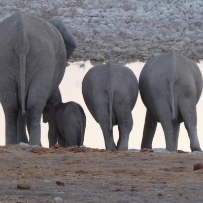 Elephants, Okavango Delta, Botswana